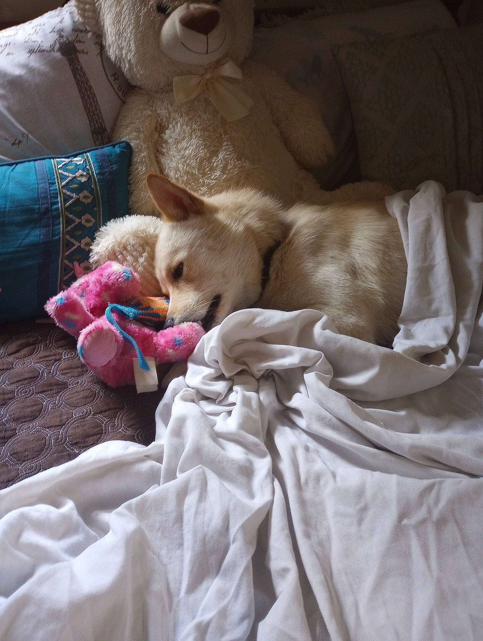 Prince joined the competition — help win amazing prizes! baby, bedding, bedtime, blanket, canidae, carnivore, child, comfort, companion_dog, dog, dog_breed, fawn, felidae, fur, linens, nap, room, sleep, toddler, wood