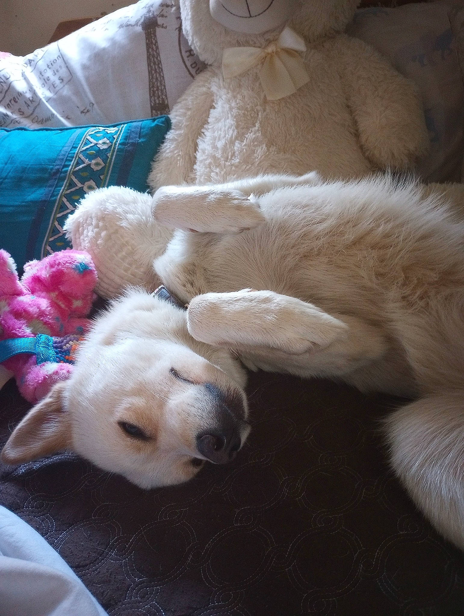 Prince joined the competition — help win amazing prizes! bedding, canidae, carnivore, comfort, companion_dog, dog, dog_breed, fawn, fur, linens, nap, pillow, plush, room, snout, sporting_group, stuffed_toy, teddy_bear, throw_pillow, toy