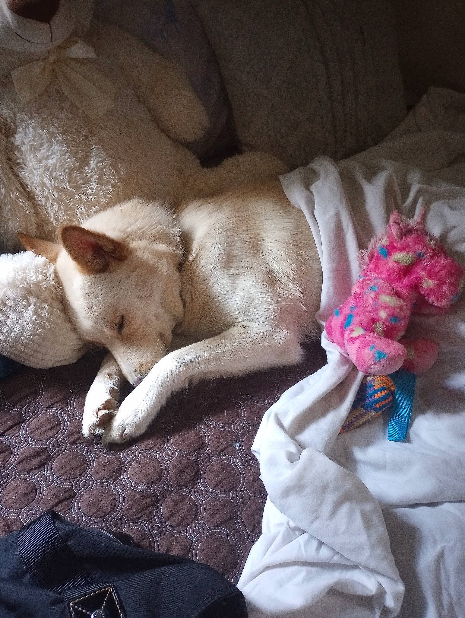 Prince is registered to the contest to win money with this photo: bedding, blanket, carnivore, comfort, companion_dog, couch, dog, dog_breed, duvet, fawn, felidae, fur, human_leg, linens, nap, paw, small_to_medium_sized_cats, tail, whiskers, working_animal