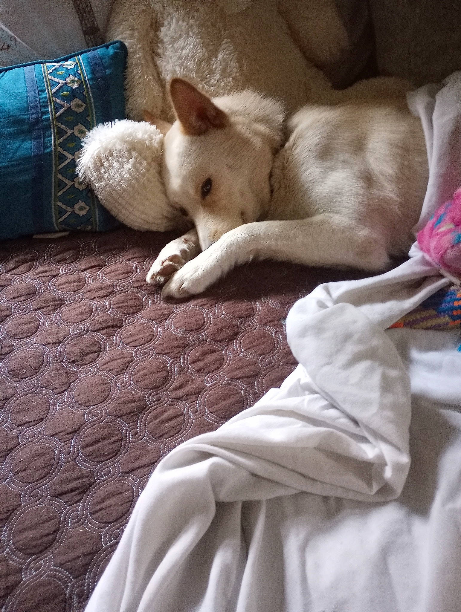 Prince is registered to the contest to win money with this photo: bedding, canidae, carnivore, comfort, companion_dog, dog, dog_breed, fawn, felidae, flooring, foot, fur, human_leg, linens, paw, small_to_medium_sized_cats, snout, sporting_group, tail, whiskers