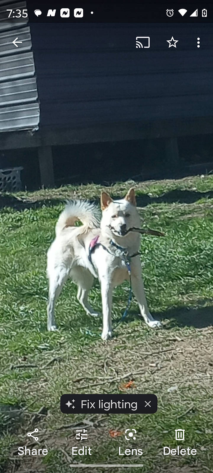 Prince is registered to the contest to win money with this photo: canidae, carnivore, collar, companion_dog, dog, dog_breed, grass, non_sporting_group, pet_supply, tail, working_dog