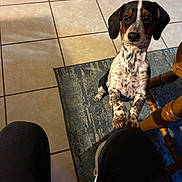 Bo is registered to the contest to win money with this photo: dog, spotted_dog, tile_floor, blue_rug, wooden_chair, indoor, pet, looking_up, paws_on_knees, hopeful, black_ears, brown_and_white, curious, domestic_animal, animal, companion, furniture, person_legs, knees, floor_tiles