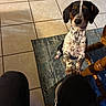 dog, spotted_dog, tile_floor, blue_rug, wooden_chair, indoor, pet, looking_up, paws_on_knees, hopeful, black_ears, brown_and_white, curious, domestic_animal, animal, companion, furniture, person_legs, knees, floor_tiles