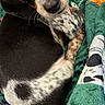 Bo joined the competition — help win amazing prizes! puppy, dog, blanket, green, pattern, cute, pet, animal, fur, black, white, brown, lock_screen, time, phone, portrait, indoor, looking_up, resting, close_up