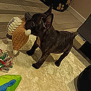 Boo a rejoint le concours — aidez-le/la à gagner de superbes lots ! puppy, french_bulldog, dog, toy, carpet, indoor, pet_bed, floor, playful, cute, animal, small_dog, black_dog, plush_toy, knit_toy, ears, standing, pet, home, young