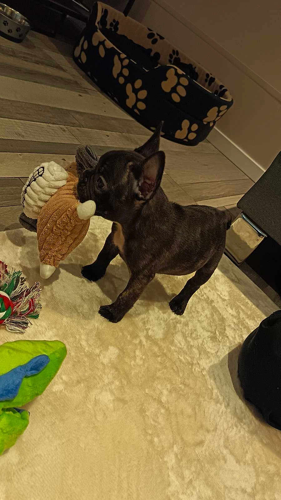 Boo a rejoint le concours — aidez-le/la à gagner de superbes lots ! puppy, french_bulldog, dog, toy, carpet, indoor, pet_bed, floor, playful, cute, animal, small_dog, black_dog, plush_toy, knit_toy, ears, standing, pet, home, young