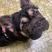 Nori is registered to the contest to win money with this photo: dog, pet, close_up, looking_up, ears, collar, floor, tile_floor, brown_eyes, black_fur, tan_fur, indoor, animal, canine, cute, portrait, muzzle, whiskers, fur, companion