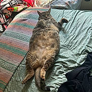 Luna joined the competition — help win amazing prizes! cat, tabby, bed, blanket, pillow, indoor, relaxed, feline, fur, sleeping, cozy, light, window, clothing, tail, paw, striped, cute, animal, pet