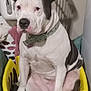 Nikita is registered to the contest to win money with this photo: dog, laundry_basket, indoor, pet, white, black, collar, sitting, household, clutter, fabric, closeup, mammal, domestic_animal, cute, animal, portrait, companion, furniture, relaxed