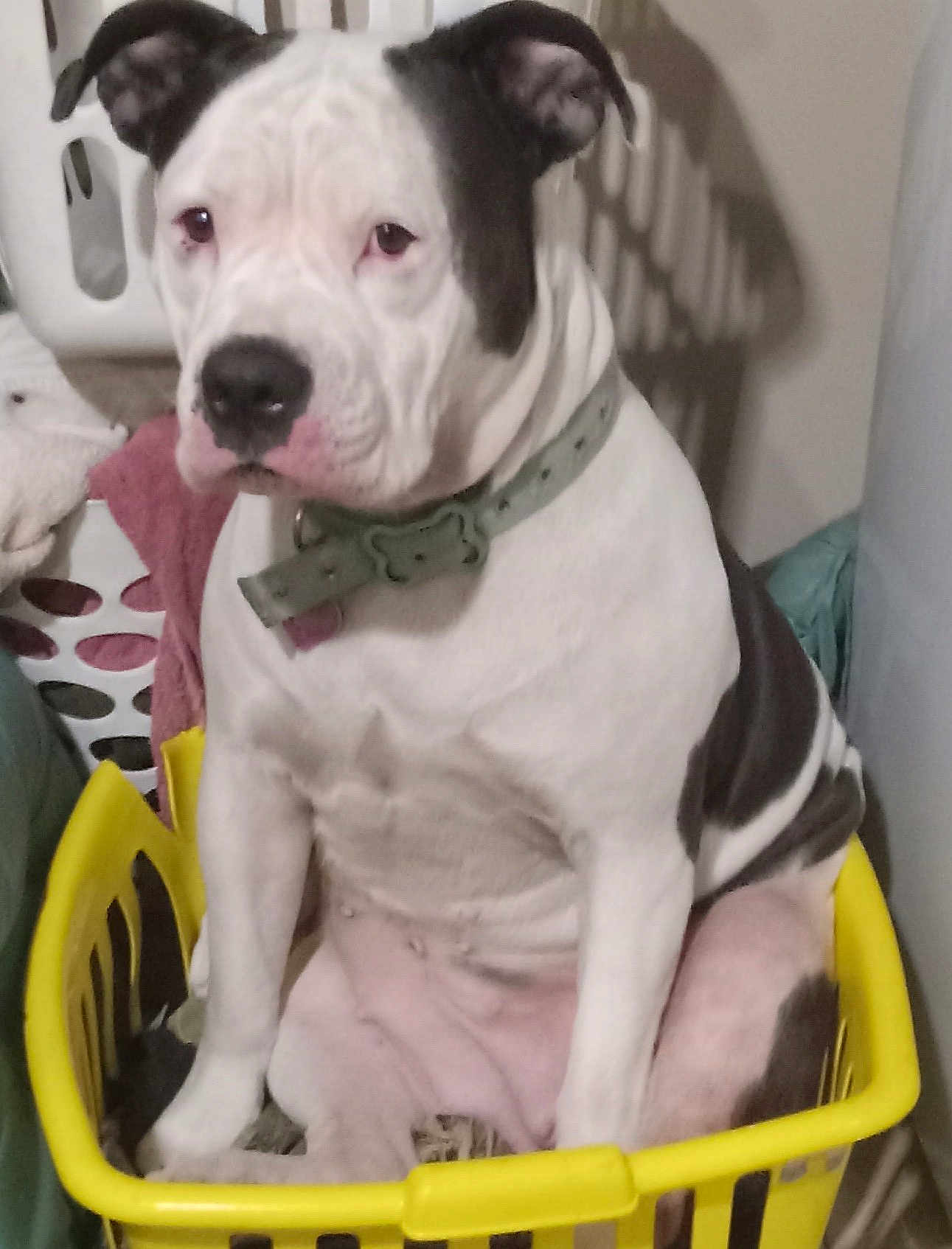 Nikita is registered to the contest to win money with this photo: dog, laundry_basket, indoor, pet, white, black, collar, sitting, household, clutter, fabric, closeup, mammal, domestic_animal, cute, animal, portrait, companion, furniture, relaxed