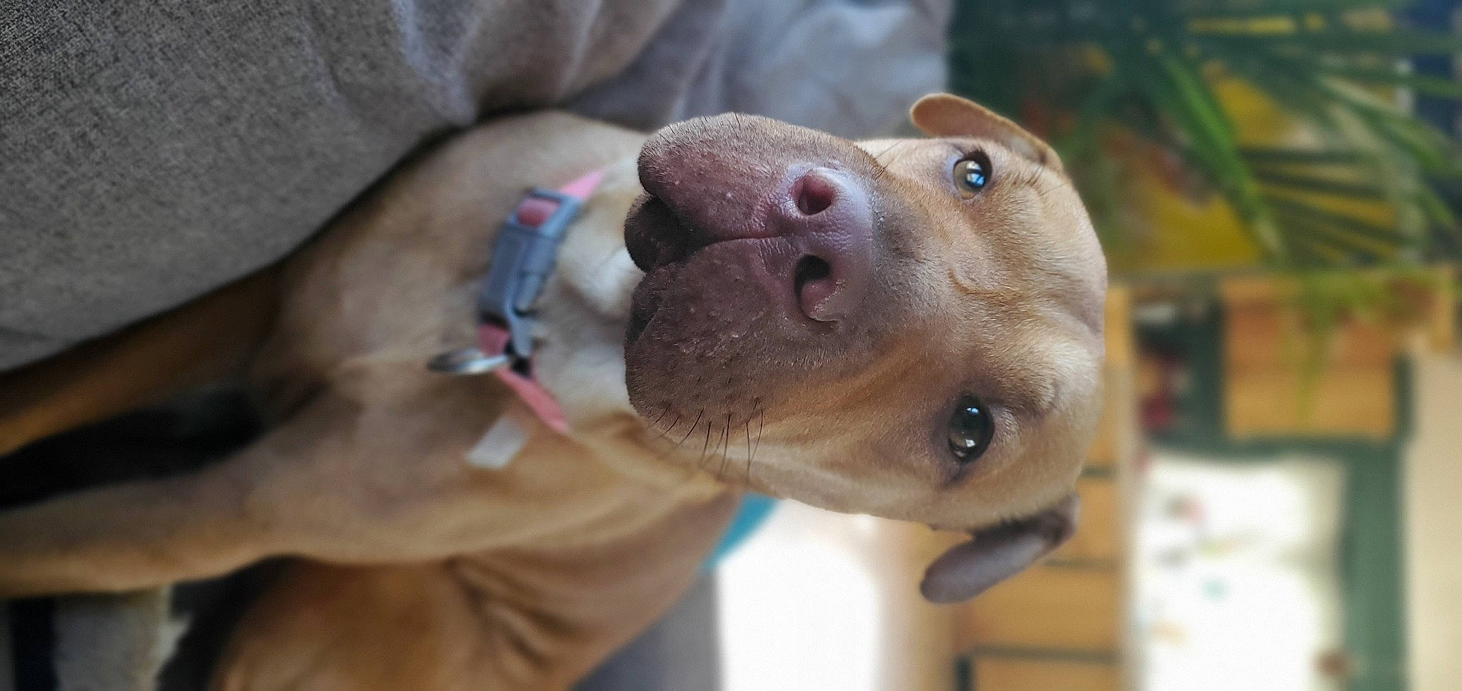 Rose is registered to the contest to win money with this photo: canidae, carnivore, collar, companion_dog, dog, dog_breed, dog_collar, ear, fawn, liver, non_sporting_group, puppy, selfie, snout, sporting_group, terrestrial_animal, whiskers, wood, working_animal, wrinkle