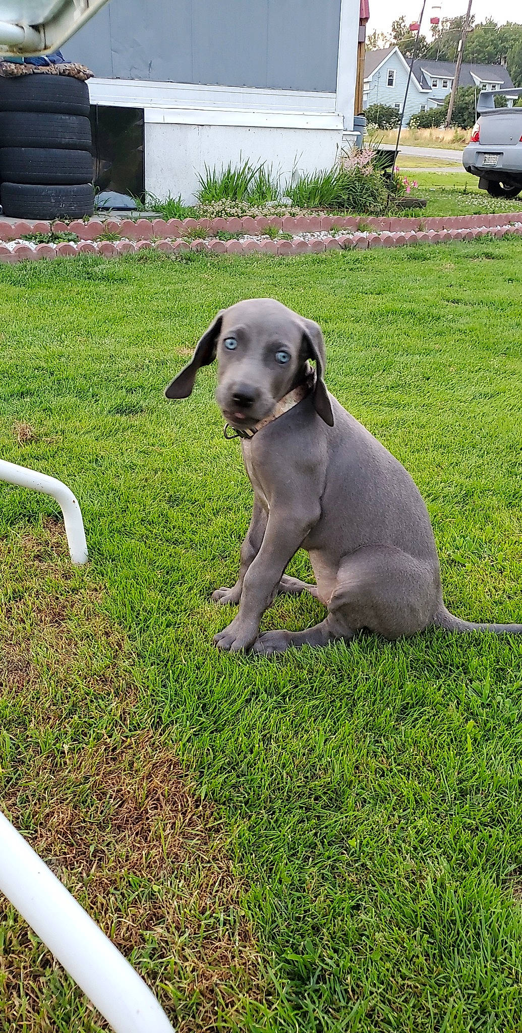 Draco joined the competition — help win amazing prizes! carnivore, collar, companion_dog, dog, dog_breed, dog_supply, fawn, grass, hunting_dog, lawn, non_sporting_group, plant, puppy, snout, sporting_group, tail, terrestrial_animal, whiskers, working_animal, yard