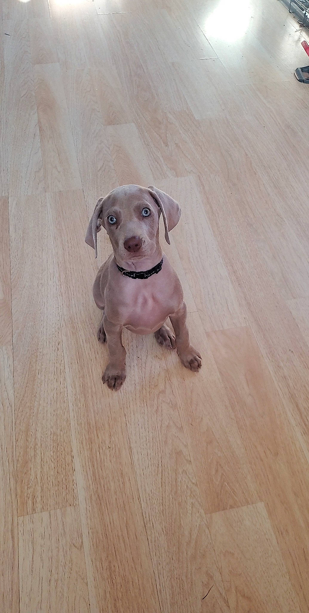 Aspen joined the competition — help win amazing prizes! carnivore, collar, companion_dog, dog, dog_breed, dog_collar, dog_supply, fawn, floor, flooring, hardwood, liver, pet_supply, sporting_group, tail, toy, wood, wood_flooring, wood_stain, working_animal