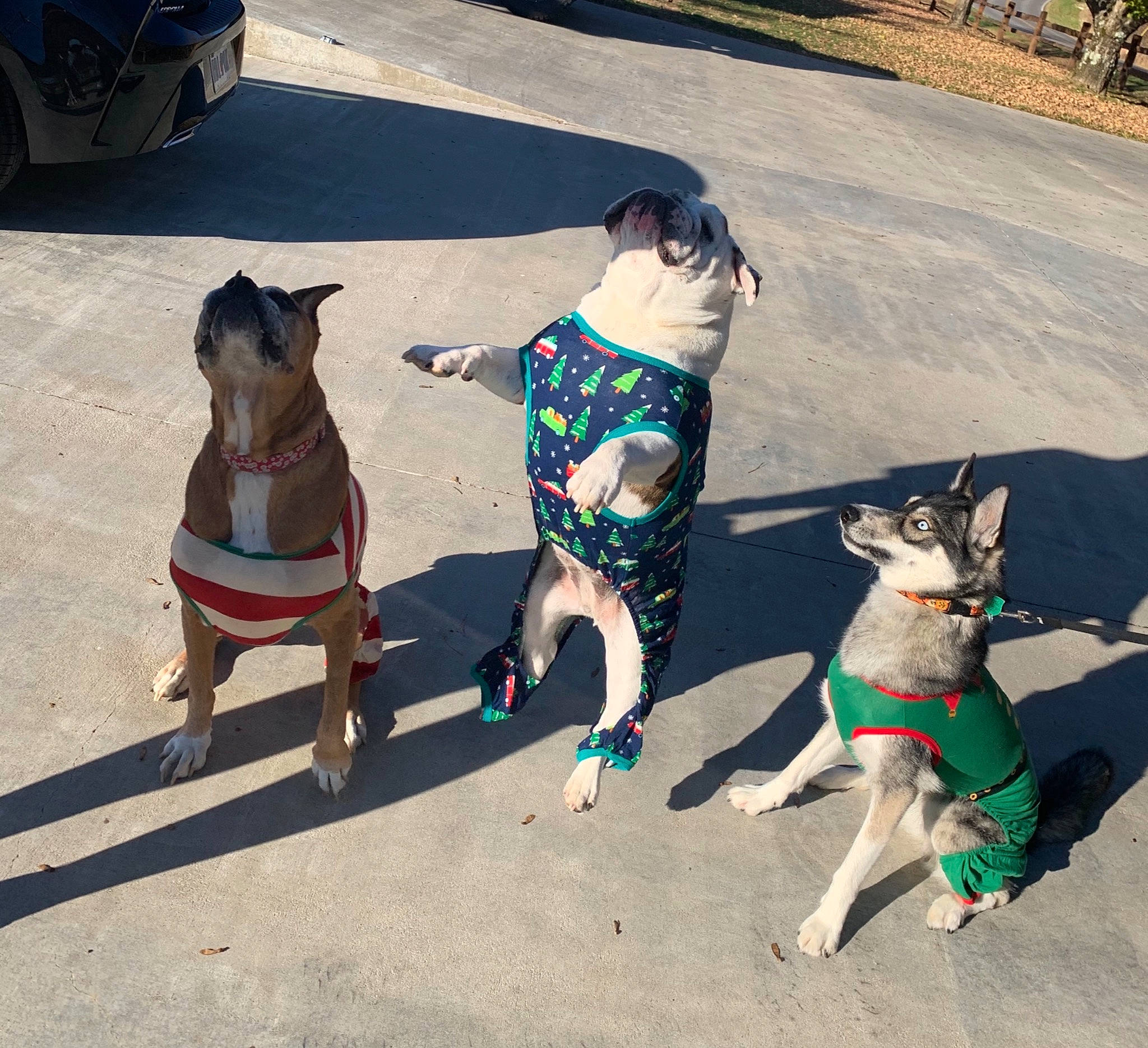 Marley is registered to the contest to win money with this photo: box, canidae, carnivore, collar, companion_dog, dog, dog_breed, dog_clothes, dog_collar, dog_supply, dog_walking, leash, pet_supply, shadow, snout, sporting_group, tail, vertebrate, working_animal