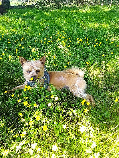 Noka participe au concours pour gagner de l'argent avec cette photo : canidae, carnivore, companion_dog, dog_breed, fawn, field, fur, grass_family, grassland, groundcover, herbaceous_plant, mammal, meadow, non_sporting_group, pasture, prairie, toy_dog, wildflower