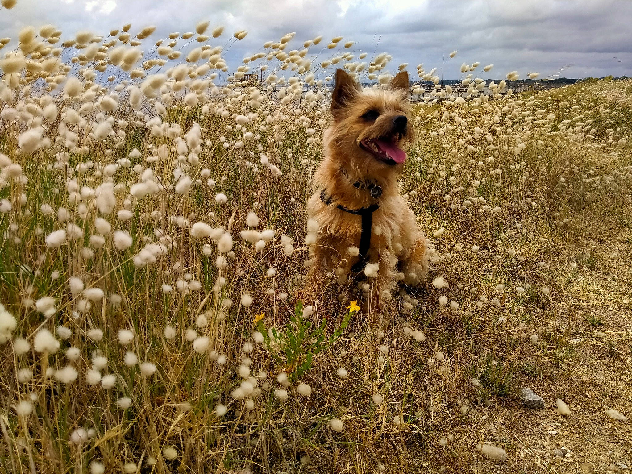 Noka participe au concours pour gagner de l'argent avec cette photo : cairn_terrier, canidae, carnivore, companion_dog, dog, dog_breed, fawn, field, herbaceous_plant, liver, meadow, prairie, small_terrier, sporting_group, steppe, tundra, wildflower