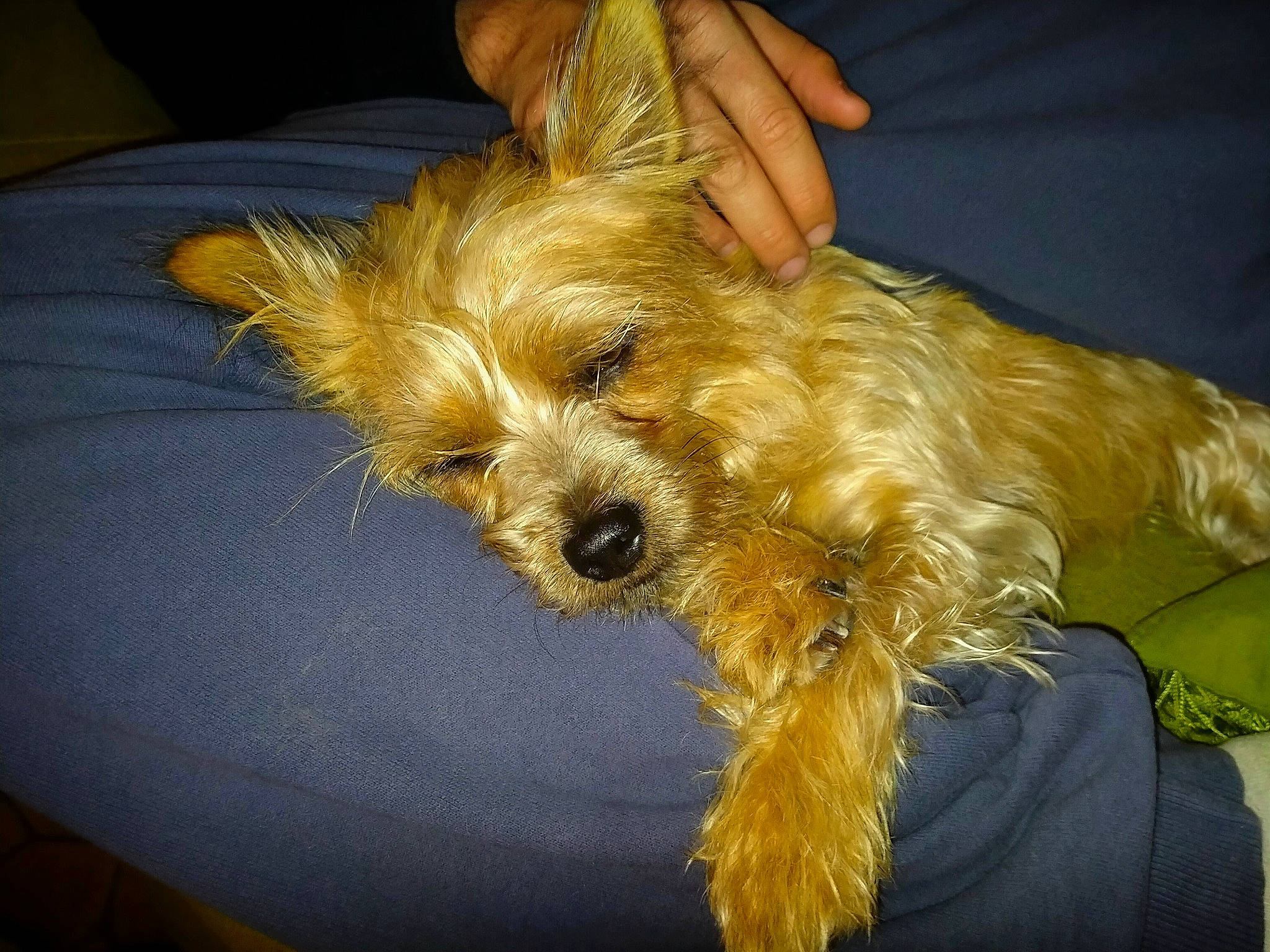 Noka a rejoint le concours — aidez-le/la à gagner de superbes lots ! australian_silky_terrier, australian_terrier, canidae, carnivore, companion_dog, dog, dog_breed, fur, non_sporting_group, norwich_terrier, puppy, small_terrier, snout, sporting_group, terrier, toy_dog, yorkipoo