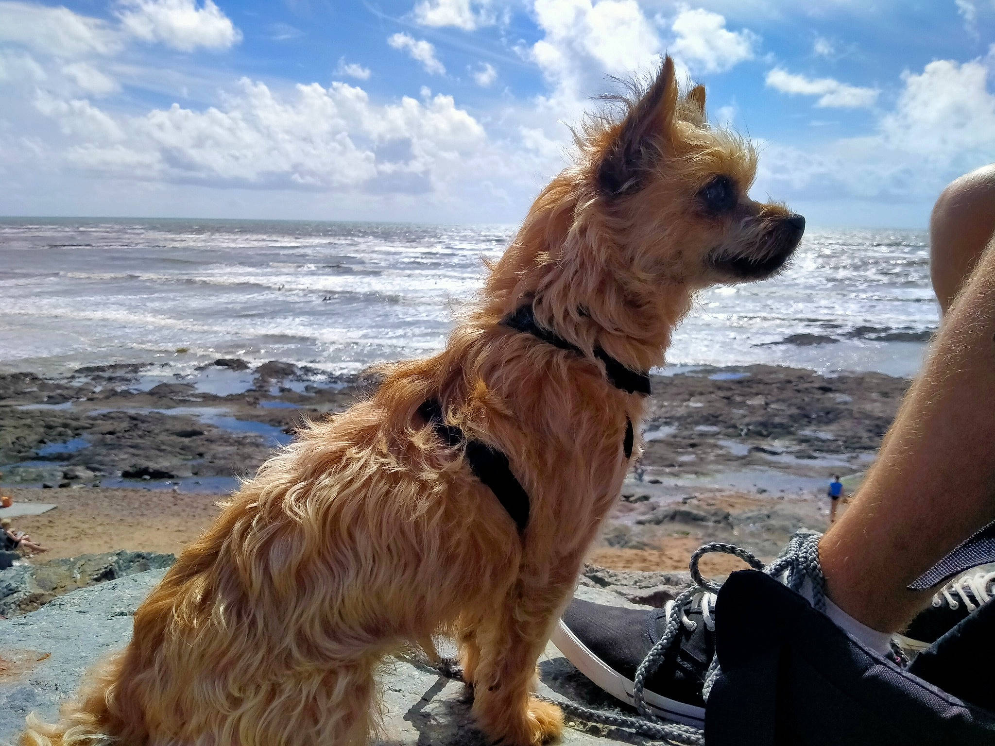 Noka participe au concours pour gagner de l'argent avec cette photo : beach, canidae, carnivore, collar, cumulus, dog, dog_breed, dog_collar, fawn, fur, leash, liver, mammal, ocean, pet_supply, shore, snout, sporting_group, summer, vertebrate