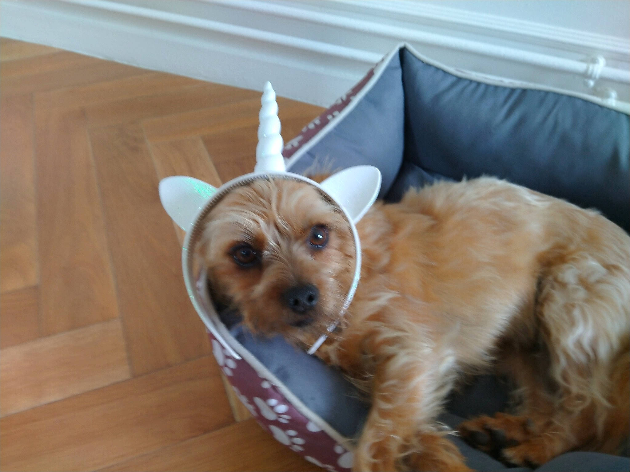 Noka participe au concours pour gagner de l'argent avec cette photo : canidae, carnivore, companion_dog, couch, dog, dog_breed, dog_supply, fawn, fur, hardwood, laminate_flooring, liver, pet_supply, puppy, snout, sporting_group, toy_dog, wood_flooring, wood_stain, working_animal