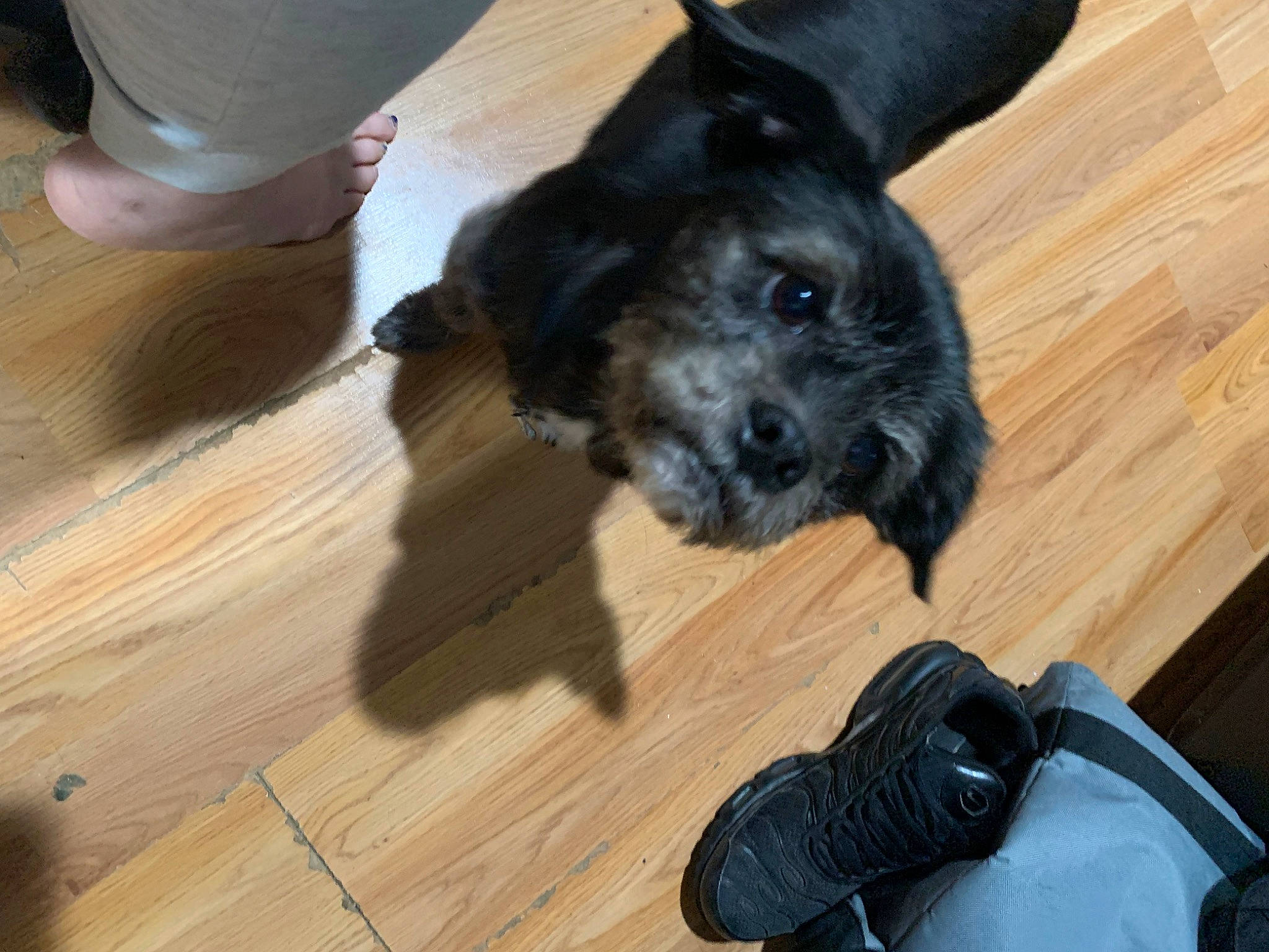 Scruffy is registered to the contest to win money with this photo: camera, carnivore, companion_dog, dog, dog_breed, floor, flooring, fur, hardwood, laminate_flooring, plank, single_lens_reflex_camera, snout, sporting_group, toy_dog, varnish, wood, wood_flooring, wood_stain, working_animal