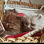 adorable, animal, basket, cat, closeup, cozy, curious, cute, domestic, feline, fluffy, furry, indoor, kitten, pet, red_blanket, resting, snuggle, two_animals, young