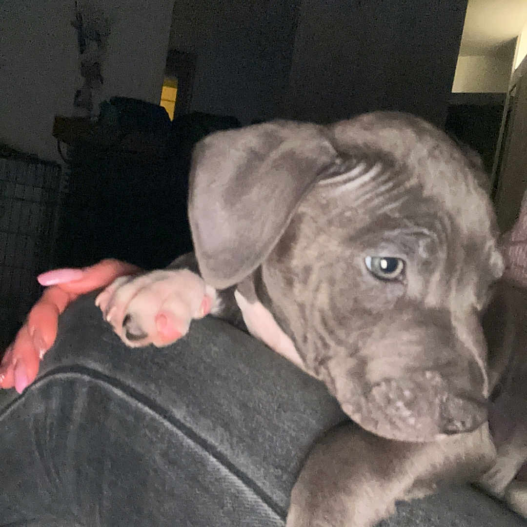 Valky participe au concours pour gagner de l'argent avec cette photo : animal, architecture, baby, bodypart, building, bulldog, canine, couch, dog, face, finger, furniture, hand, head, person, pet, photography, pitbull, portrait, puppy