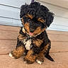 Nash joined the competition — help win amazing prizes! puppy, dog, curly_fur, black, brown, white, collar, tag, tongue, sitting, wooden_deck, outdoor, cute, pet, animal, small, young, furry, adorable, chair