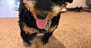 Nash joined the competition — help win amazing prizes! puppy, dog, tongue_out, curly_fur, black_and_tan, indoor, carpet, pet, cute, animal, close_up, young_dog, fur, happy, playful, domestic, small_dog, household, floor, canine