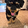 puppy, dog, tongue_out, curly_fur, black_and_tan, indoor, carpet, pet, cute, animal, close_up, young_dog, fur, happy, playful, domestic, small_dog, household, floor, canine
