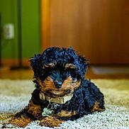Nash is registered to the contest to win money with this photo: puppy, dog, pet, carpet, indoor, curly_fur, black_and_tan, collar, tag, cute, animal, floor, lying_down, young_dog, fur, adorable, home, domestic_animal, portrait, background