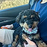 Nash is registered to the contest to win money with this photo: puppy, dog, pet, car_interior, person, lap, bandana, blue_shirt, beige_shorts, hand, seatbelt, window, outdoor_background, fur, tongue, cute, black_fur, tan_fur, sitting, leash