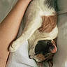 Olive is registered to the contest to win money with this photo: cat, calico_cat, sleeping, arm, human, blanket, white_blanket, cozy, resting, indoor, pet, fur, animal, closeup, soft_light, relaxation, comfort, paw, cute, nap