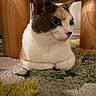 Olive is registered to the contest to win money with this photo: cat, calico_cat, loaf_position, fur, animal, pet, indoor, wooden_table, table_leg, carpet, rug, texture, close_up, domestic_cat, whiskers, ears, eyes, floor, cozy, resting