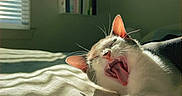 Olive is registered to the contest to win money with this photo: cat, yawning, stretching, bed, sunlight, indoor, window, blinds, bookshelf, relaxing, pet, feline, whiskers, ears, mouth, tongue, sleepy, cozy, home, soft_light