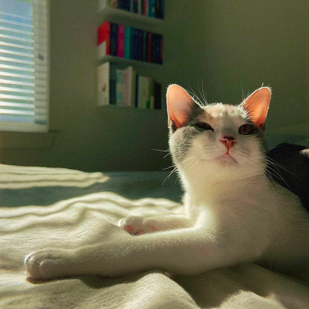 Olive is registered to the contest to win money with this photo: cat, white_cat, gray_cat, sunlight, bed, blanket, window, blinds, bookshelf, books, indoor, pet, relaxed, feline, whiskers, paw, face, cozy, home, resting