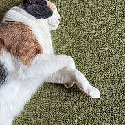 Olive is registered to the contest to win money with this photo: cat, calico_cat, sleeping, resting, fur, pet, animal, indoor, carpet, green_carpet, paw, whiskers, relaxation, cozy, closeup, side_view, quiet, domestic_cat, mammal, cute