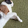 cat, calico_cat, sleeping, resting, fur, pet, animal, indoor, carpet, green_carpet, paw, whiskers, relaxation, cozy, closeup, side_view, quiet, domestic_cat, mammal, cute