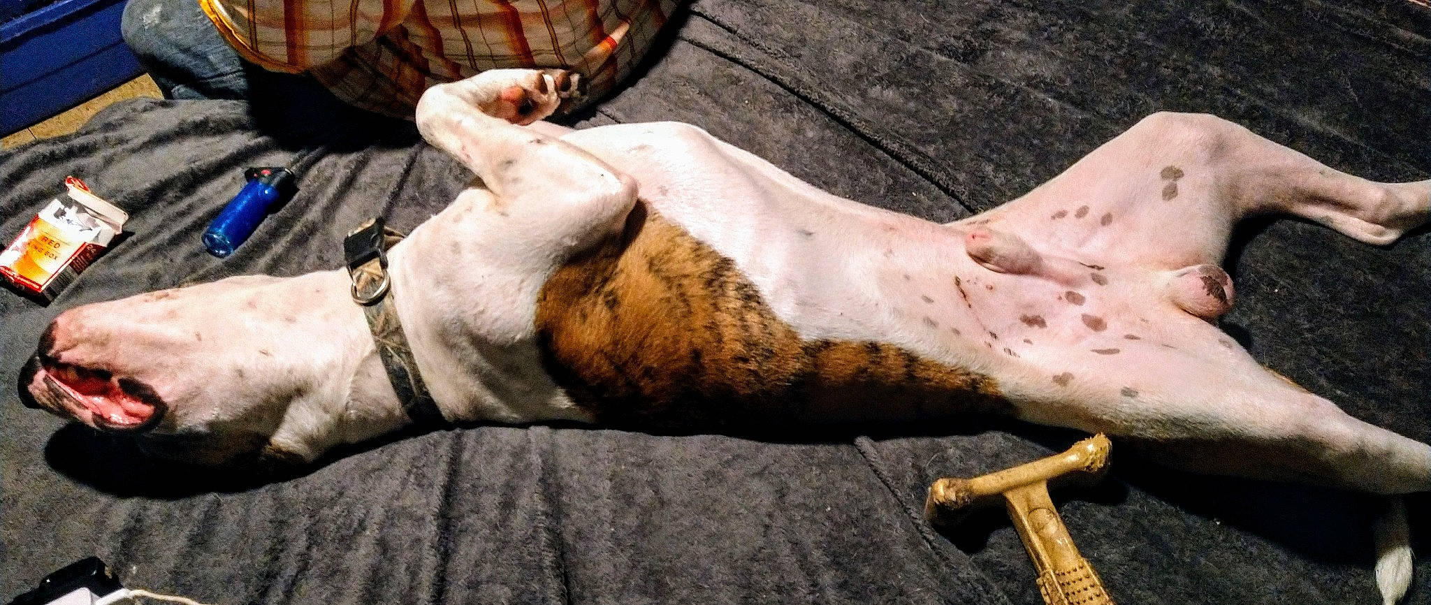 Apollo is registered to the contest to win money with this photo: abdomen, chest, comfort, dog, elbow, fawn, foot, gesture, hand, human_body, human_leg, knee, leg, pattern, plaid, snout, thigh, trunk, wood, wrist