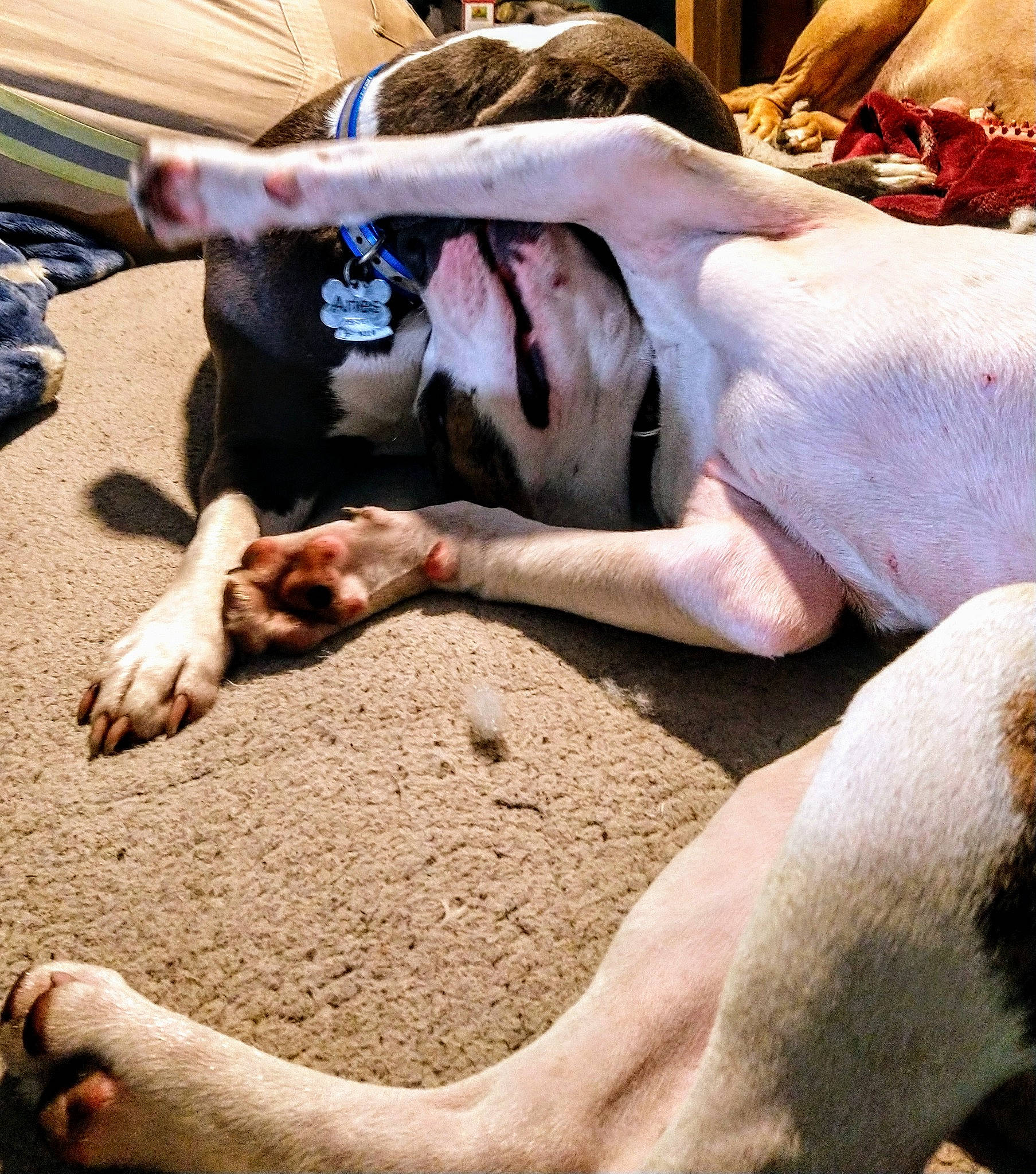 Apollo joined the competition — help win amazing prizes! comfort, cow_goat_family, fawn, finger, fur, gesture, human_leg, landscape, livestock, mammal, nail, sand, snout, soil, terrestrial_animal, thumb, vertebrate, wood, working_animal, wrist