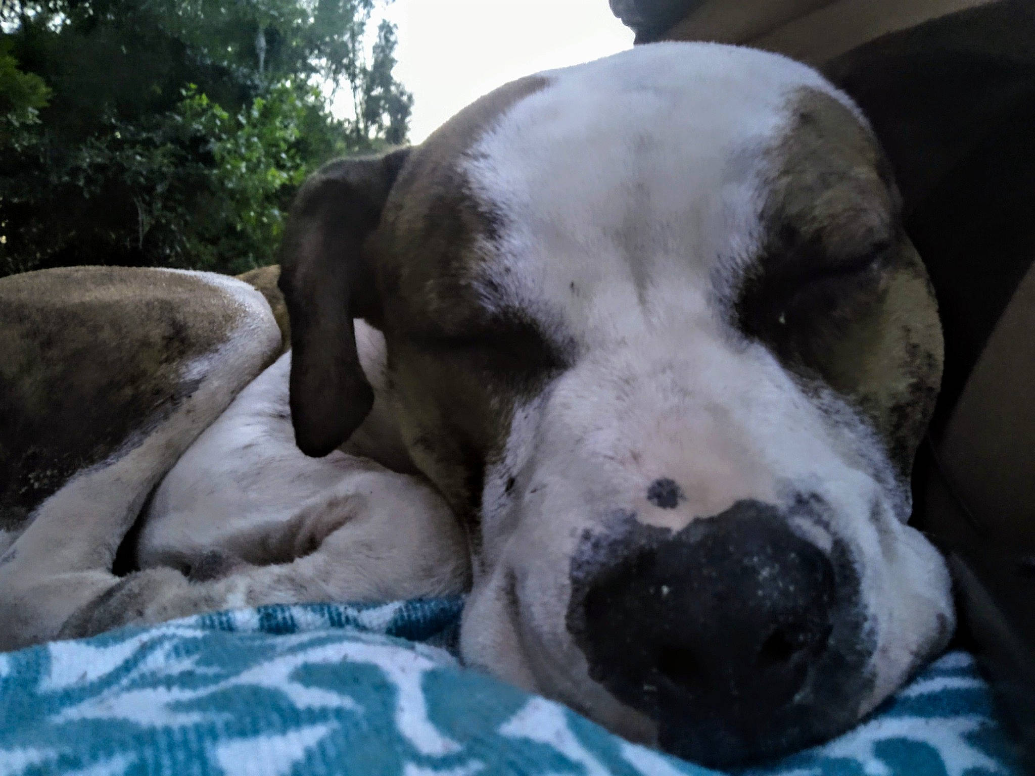 Apollo is registered to the contest to win money with this photo: canidae, carnivore, companion_dog, dog, dog_breed, eye, fawn, great_dane, guard_dog, gun_dog, non_sporting_group, sky, sporting_group, terrestrial_animal, tree, whiskers, working_animal, working_dog