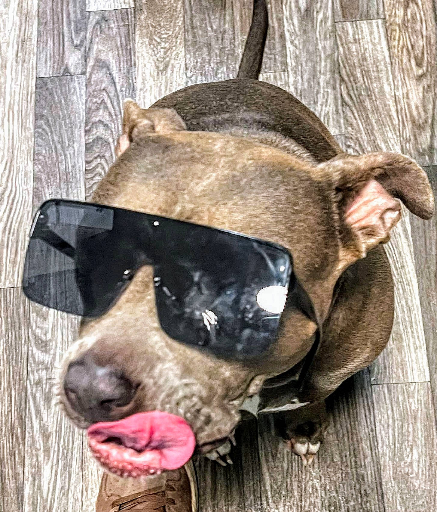 Athena is registered to the contest to win money with this photo: canidae, carnivore, collar, companion_dog, dog, dog_breed, dog_collar, dog_supply, fawn, fur, jaw, liver, personal_protective_equipment, snout, sporting_group, terrestrial_animal, whiskers, wood, working_animal, wrinkle