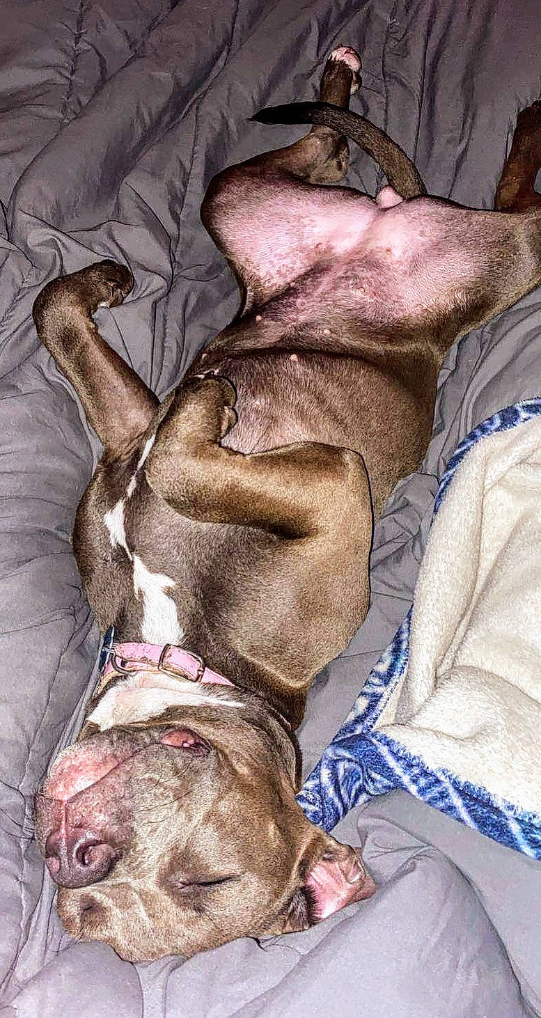 Athena is registered to the contest to win money with this photo: ancient_dog_breeds, canidae, carnivore, comfort, companion_dog, dog, dog_breed, fawn, flesh, fur, liver, mammal, nap, non_sporting_group, snout, sporting_group, terrestrial_animal, vertebrate, working_animal, wrinkle