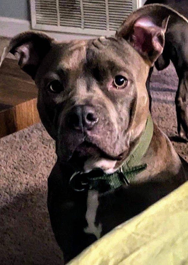 Athena joined the competition — help win amazing prizes! canidae, carnivore, collar, companion_dog, dog, dog_breed, dog_collar, fawn, metal, molosser, non_sporting_group, snout, sporting_group, whiskers, working_animal, working_dog