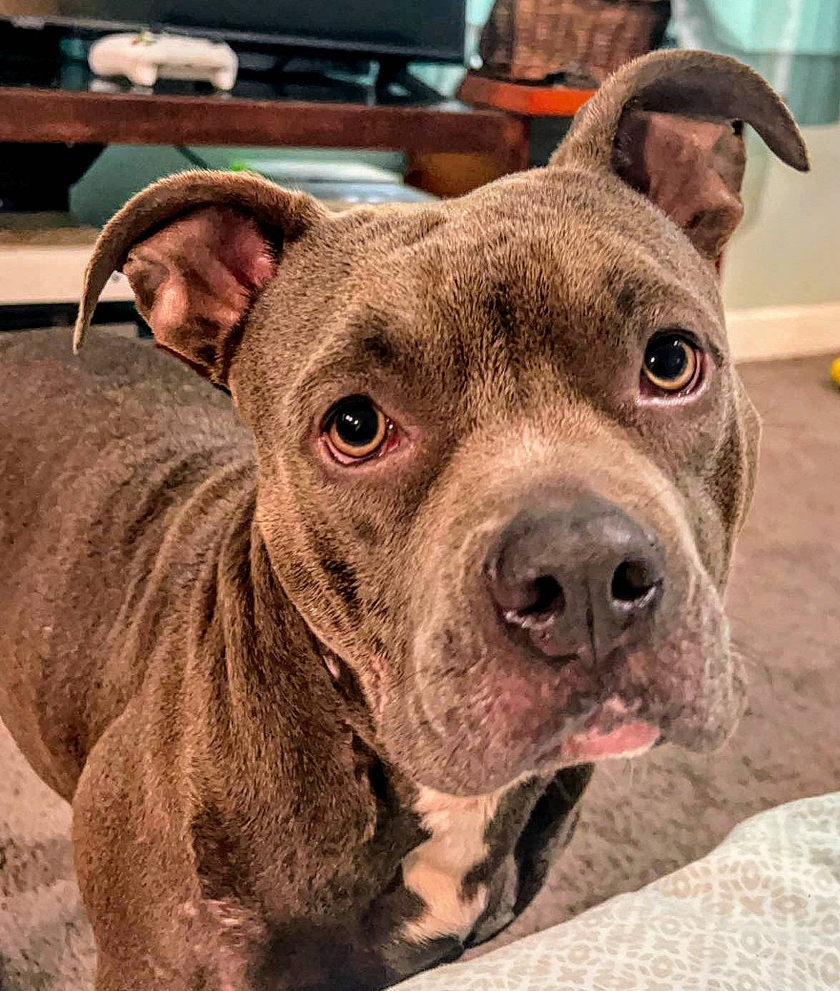 Athena joined the competition — help win amazing prizes! ancient_dog_breeds, canidae, carnivore, collar, companion_dog, dog, dog_breed, dog_collar, ear, fawn, fur, liver, molosser, snout, sporting_group, terrestrial_animal, whiskers, working_animal, working_dog, wrinkle