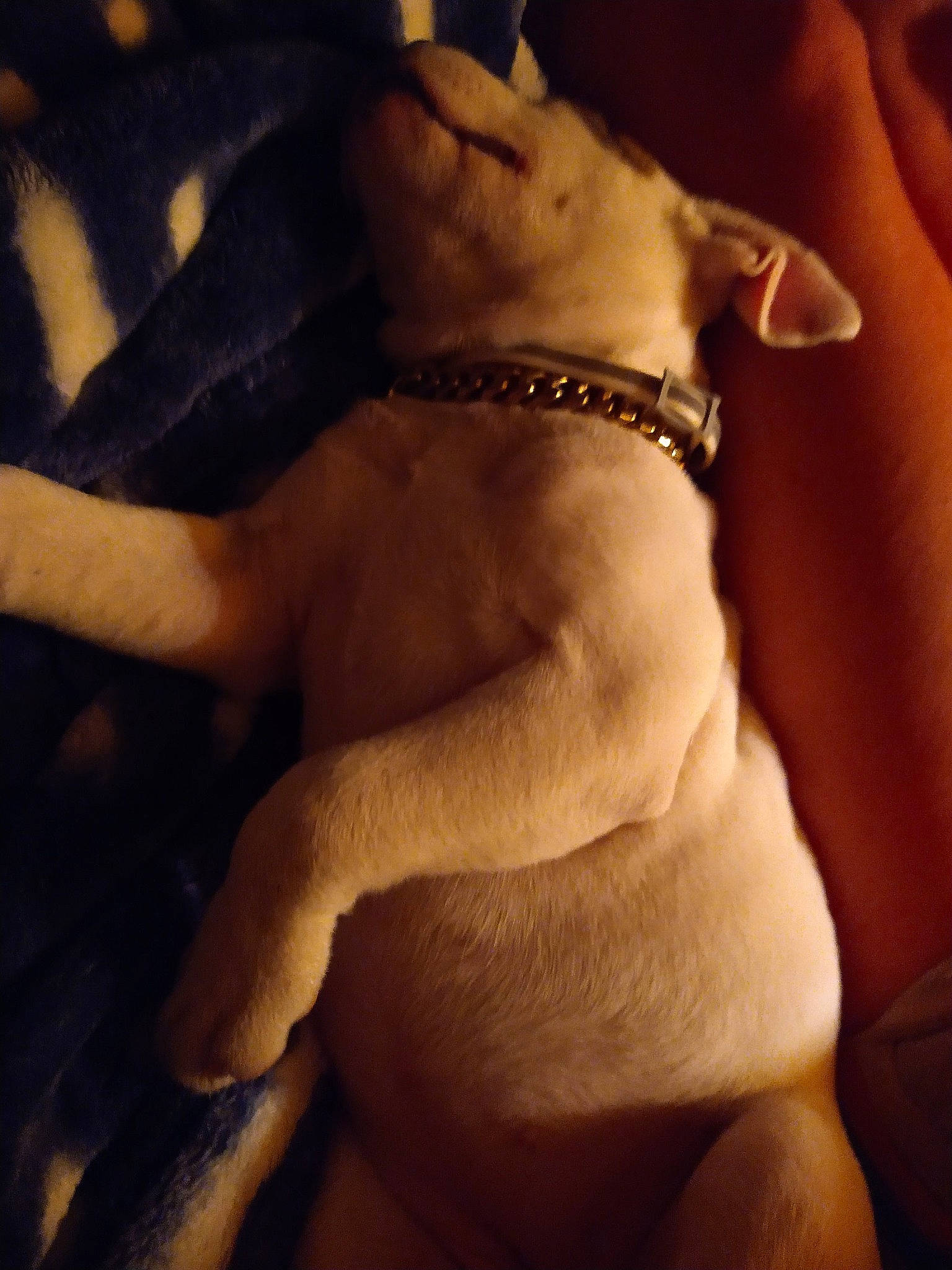 Brea joined the competition — help win amazing prizes! abdomen, barechested, carnivore, chest, cloud, comfort, companion_dog, dog, dog_breed, elbow, fawn, gesture, human_leg, jewellery, navel, paw, thigh, trunk, working_animal, wrist