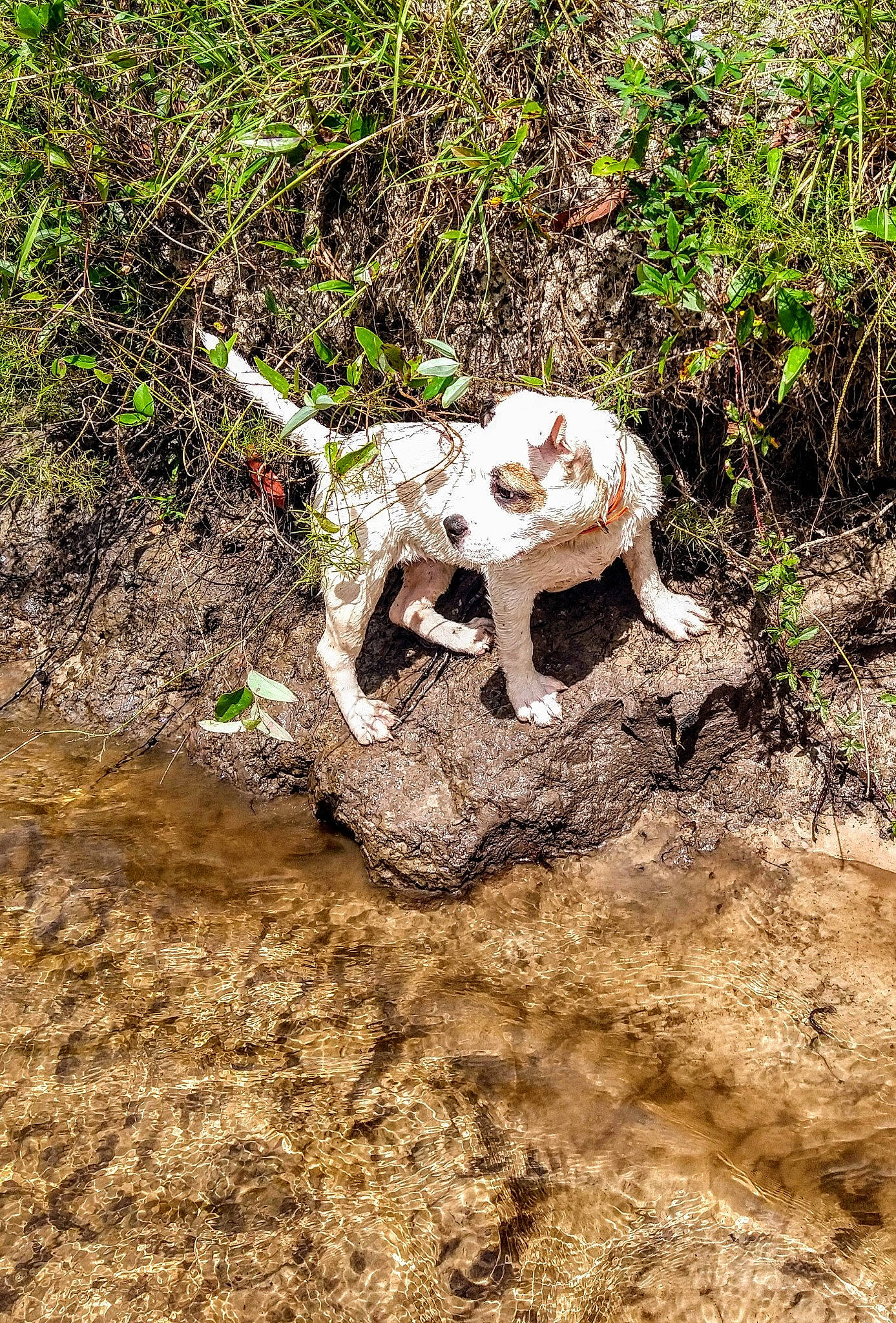 Brea joined the competition — help win amazing prizes! bone, canidae, fawn, forest, grass, jungle, machine, plant, reptile, soil, sporting_group, tail, terrestrial_animal, trunk, wildlife, wood, working_animal