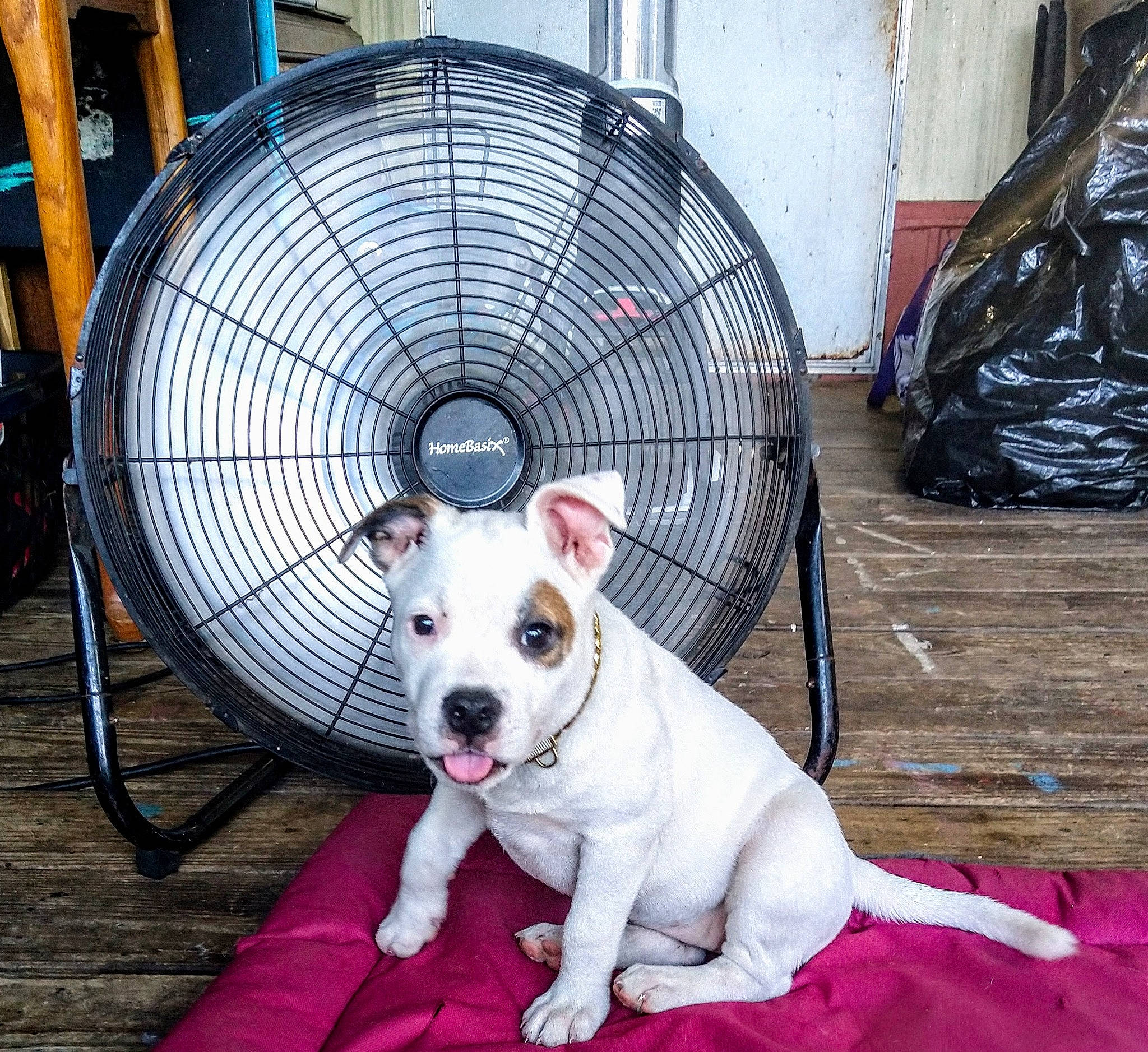 Brea joined the competition — help win amazing prizes! canidae, carnivore, collar, companion_dog, dog, dog_breed, dog_collar, dog_supply, electric_fan, fashion_accessory, flooring, home_appliance, mechanical_fan, metal, pet_supply, snout, sporting_group, tail, toy_dog, working_animal