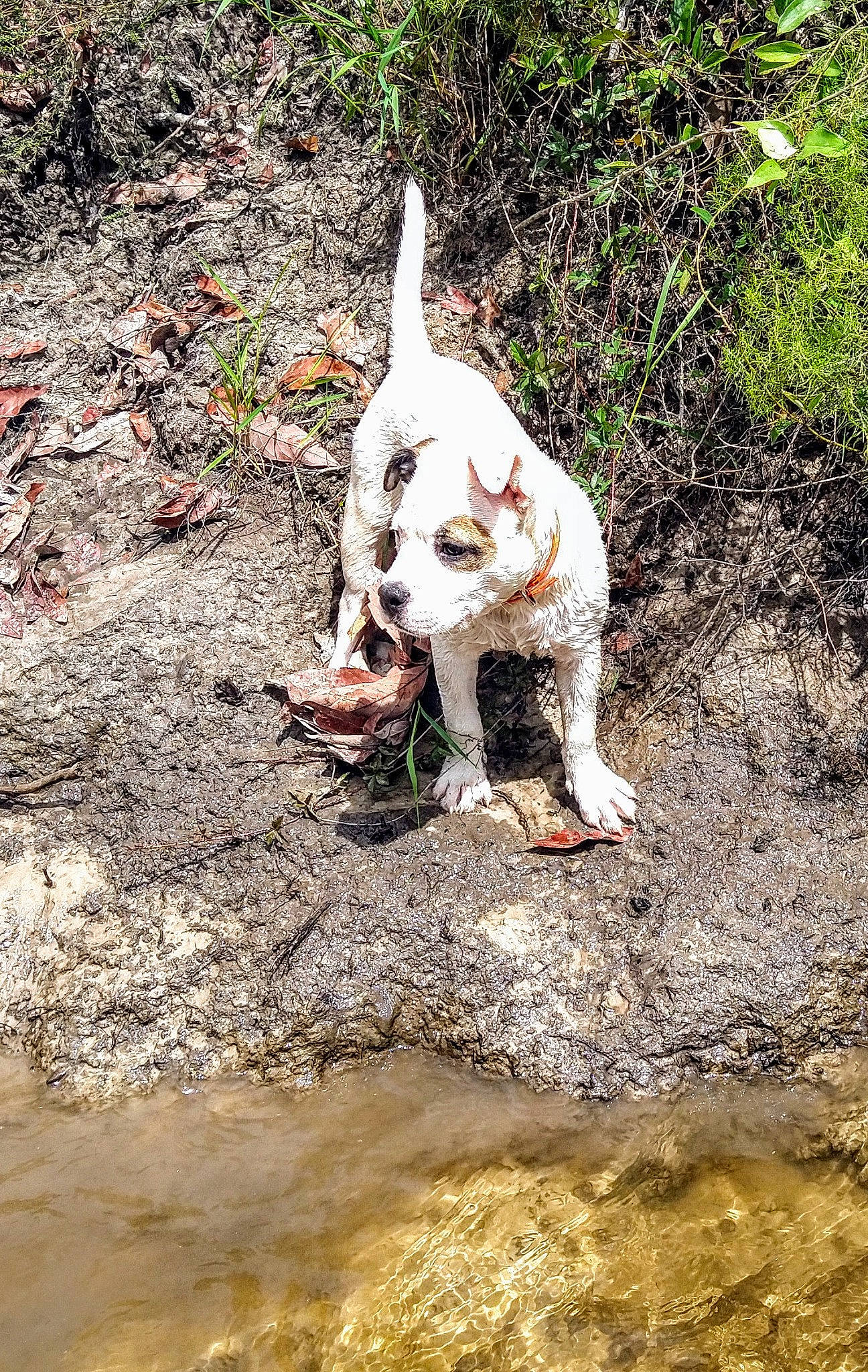 Brea is registered to the contest to win money with this photo: canidae, carnivore, companion_dog, dog, dog_breed, fawn, grass, non_sporting_group, plant, snout, soil, sporting_group, tail, terrestrial_animal, water, wildlife, wood, working_animal