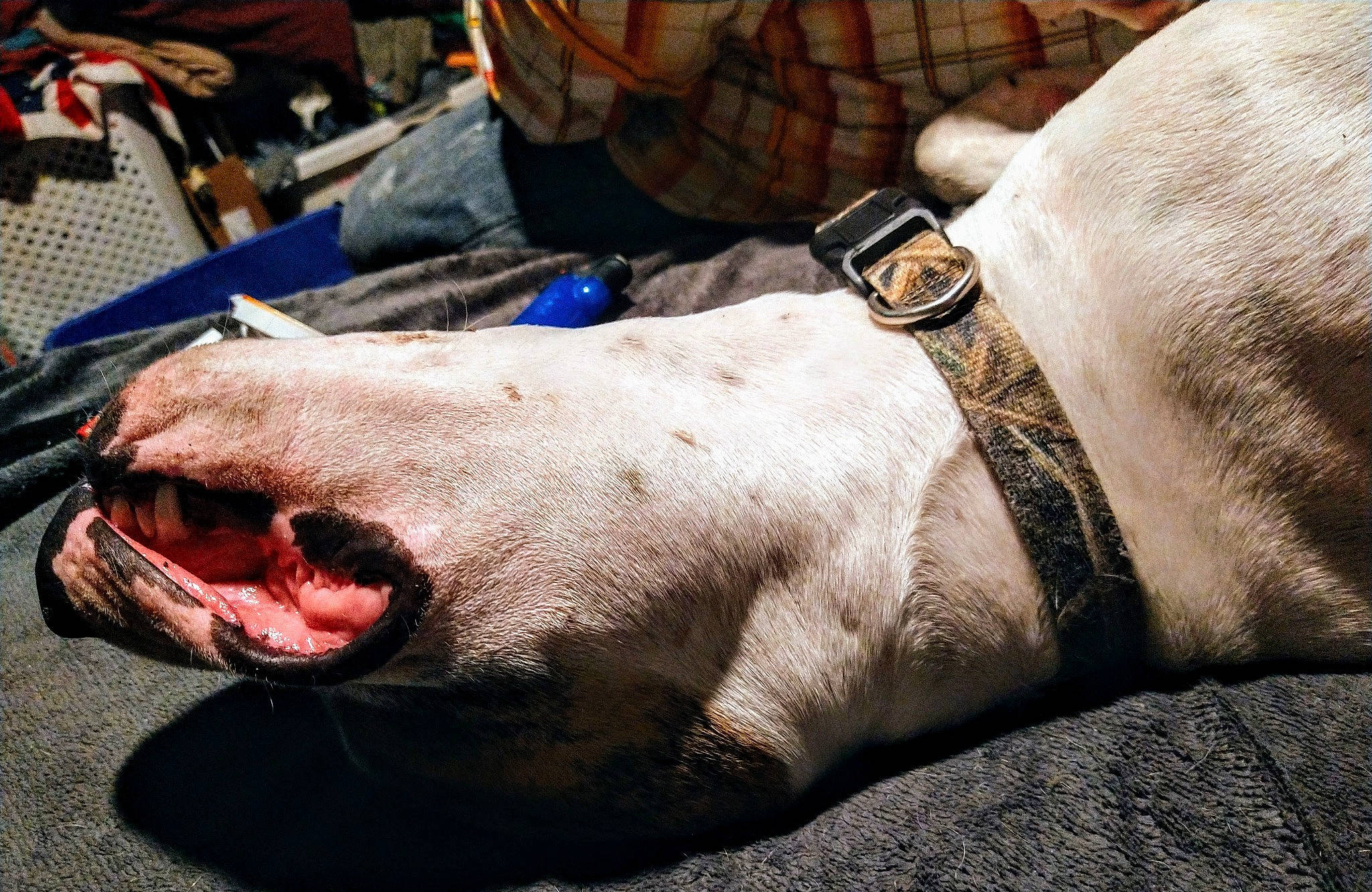 Apollo is registered to the contest to win money with this photo: canidae, collar, dog_breed, event, fashion_accessory, fawn, flesh, foot, fur, human_leg, jewellery, livestock, mammal, metal, snout, sporting_group, suidae, whiskers, working_animal, wrist