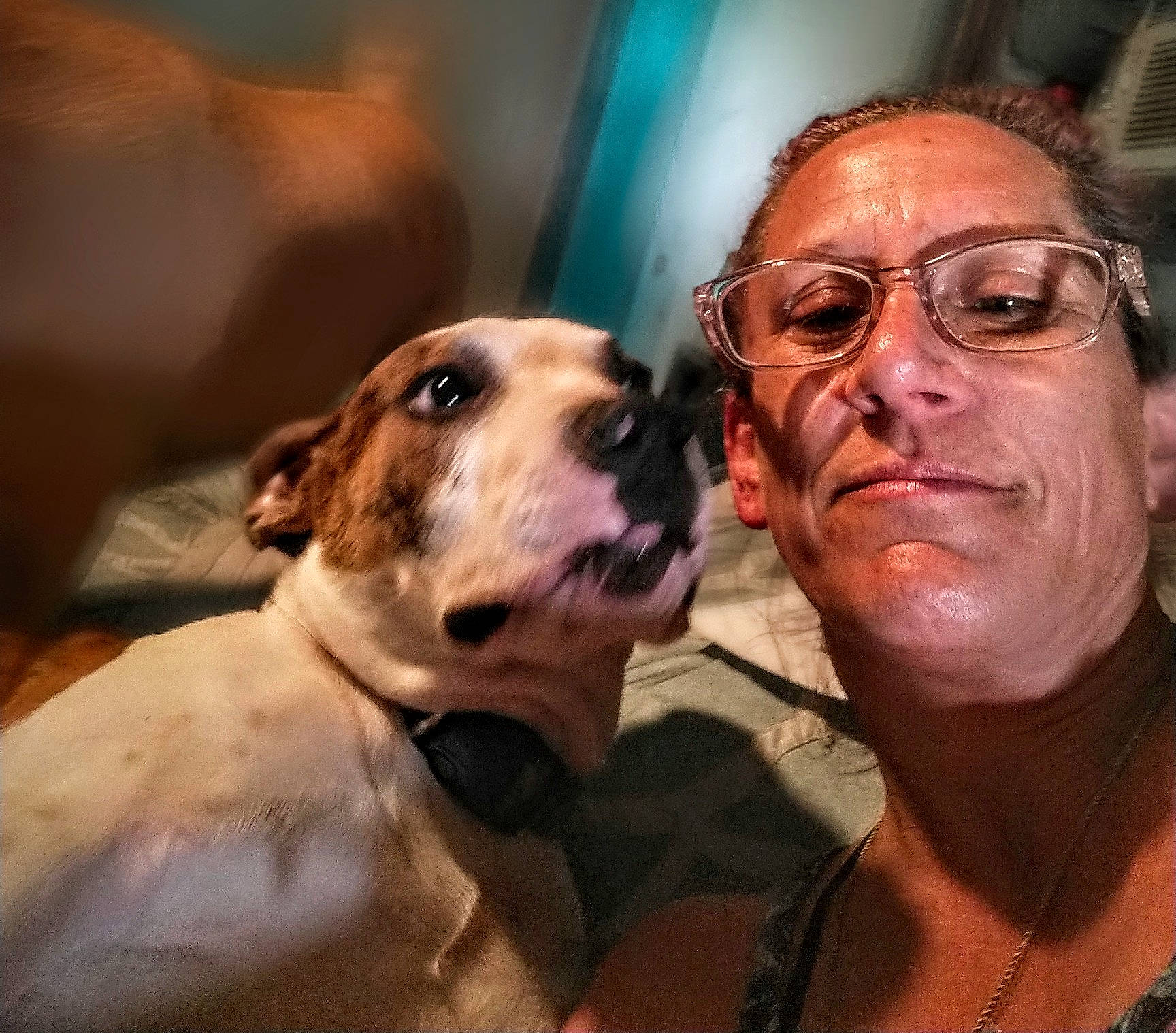 Apollo joined the competition — help win amazing prizes! carnivore, collar, companion_dog, dog, dog_breed, ear, eyewear, fawn, fur, glasses, guard_dog, happy, jewellery, selfie, snout, sporting_group, vision_care, whiskers, working_animal, wrinkle